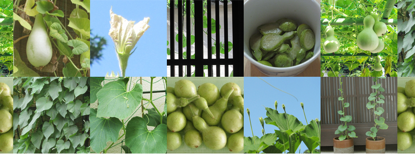 瓢箪プロジェクト